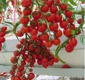 圖片關(guān)鍵詞