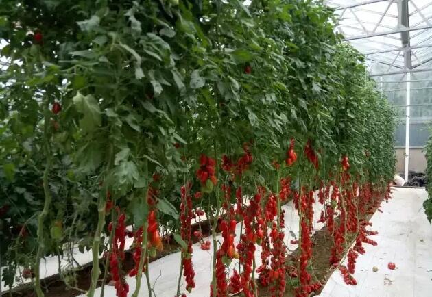 圖片關(guān)鍵詞